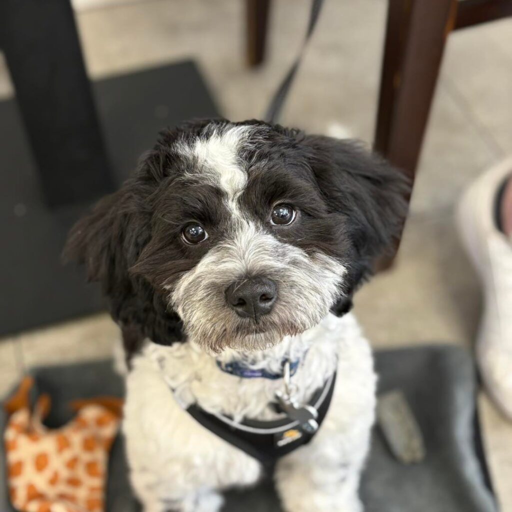 Stanley, the friendly studio dog at Toni Marie Yoga in Atherton